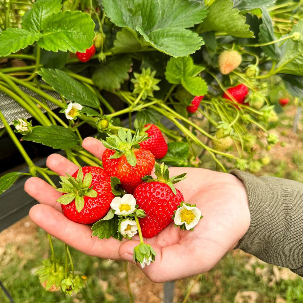 Thompson and Morgan Strawberry British Grown Wimbeldon Collection Plant Pot 9cm 3 Pack Image 4