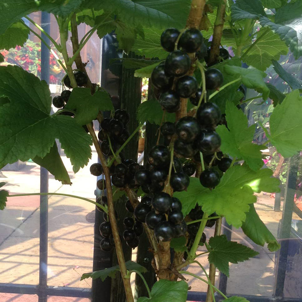 Thompson and Morgan Blackcurrant Ribes Ben Connan Potted Plant 9cm 2 Pack Image 4