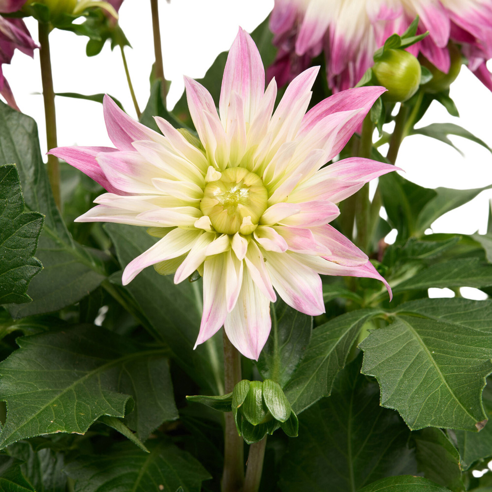 Dahlia XXL Mixed Plant Image 5