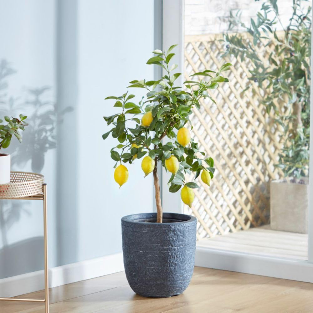 Thompson & Morgan Citrus Meyer Lemon Potted Plant Image 3