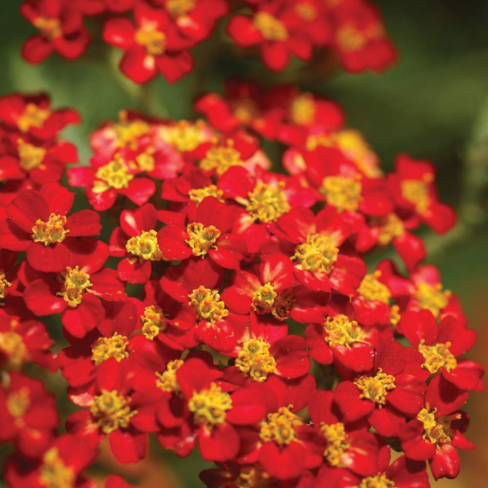 Thompson and Morgan Achillea Cerise Queen Plug Plant 24 Pack Image 1