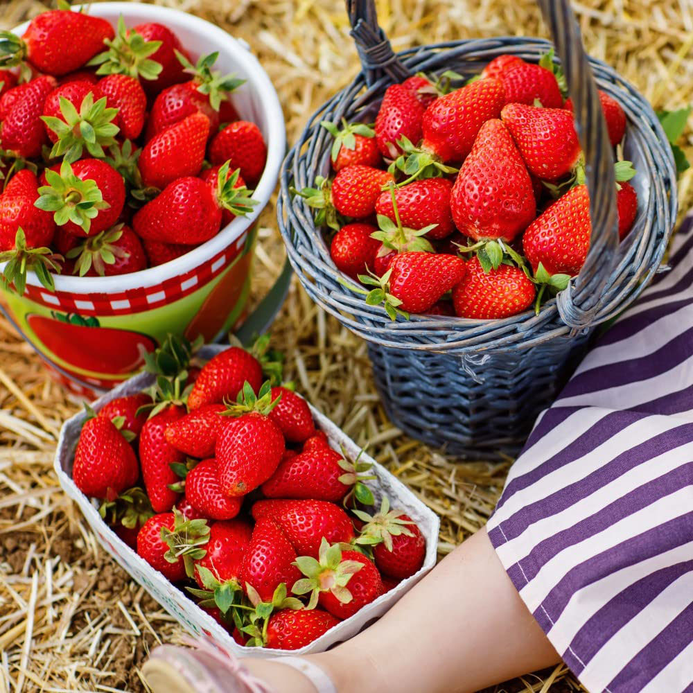 Thompson and Morgan Strawberry Fragaria Symphony Peat Free Plant Pot 9cm 6 Pack Image 3