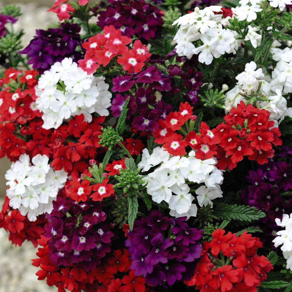 Thompson and Morgan Verbena Quartz Mixed Plug Plant 6 Pack Image 1