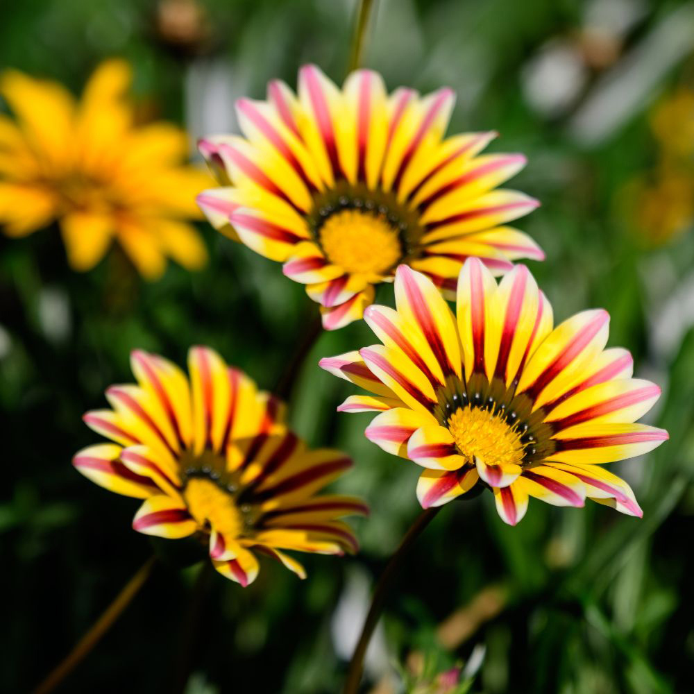 Thompson and Morgan Gazania Tiger Stripes Mixed Plant Plug 12 Pack Image 2