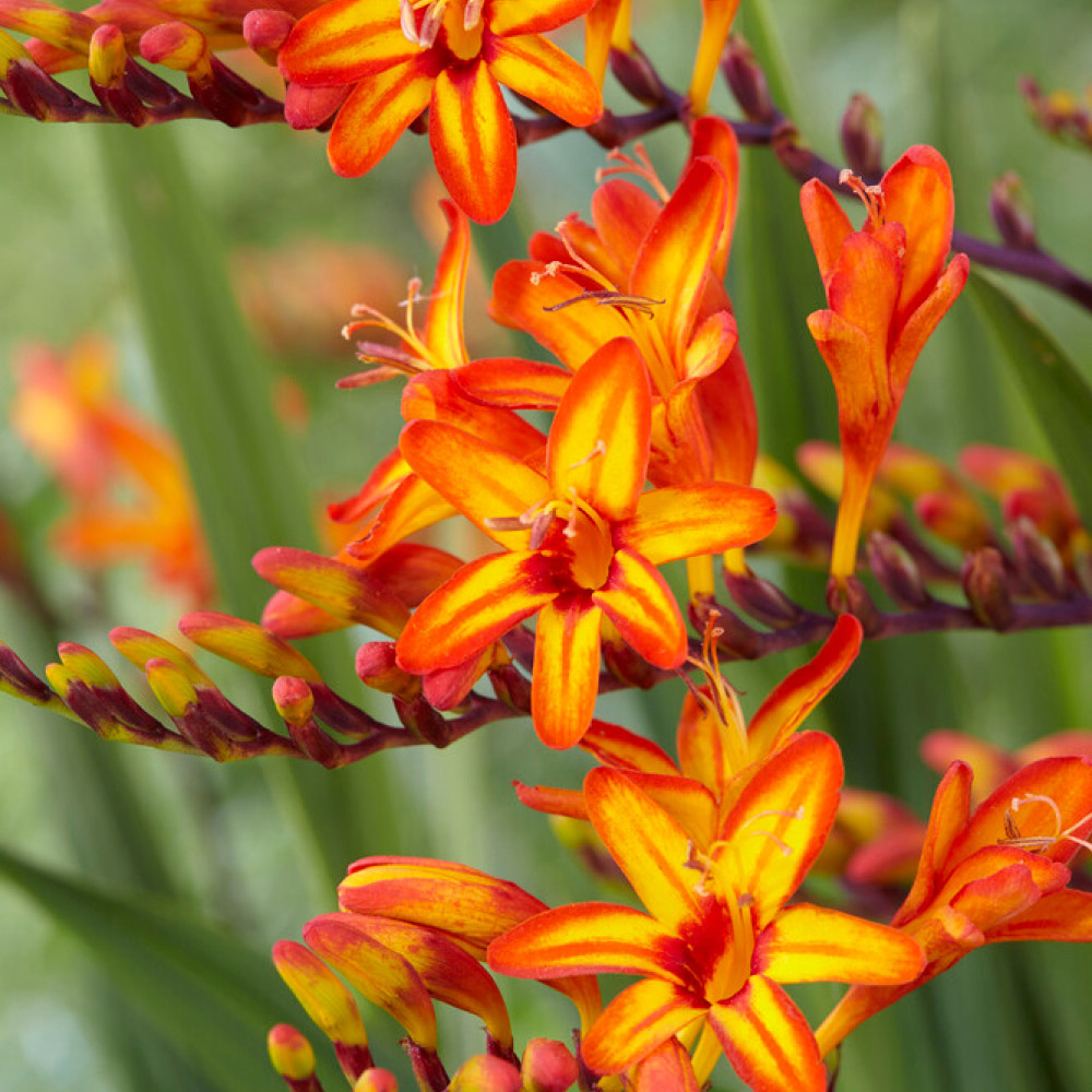 YouGarden Firestarter Bare Root Collection 15 Pack Image 4