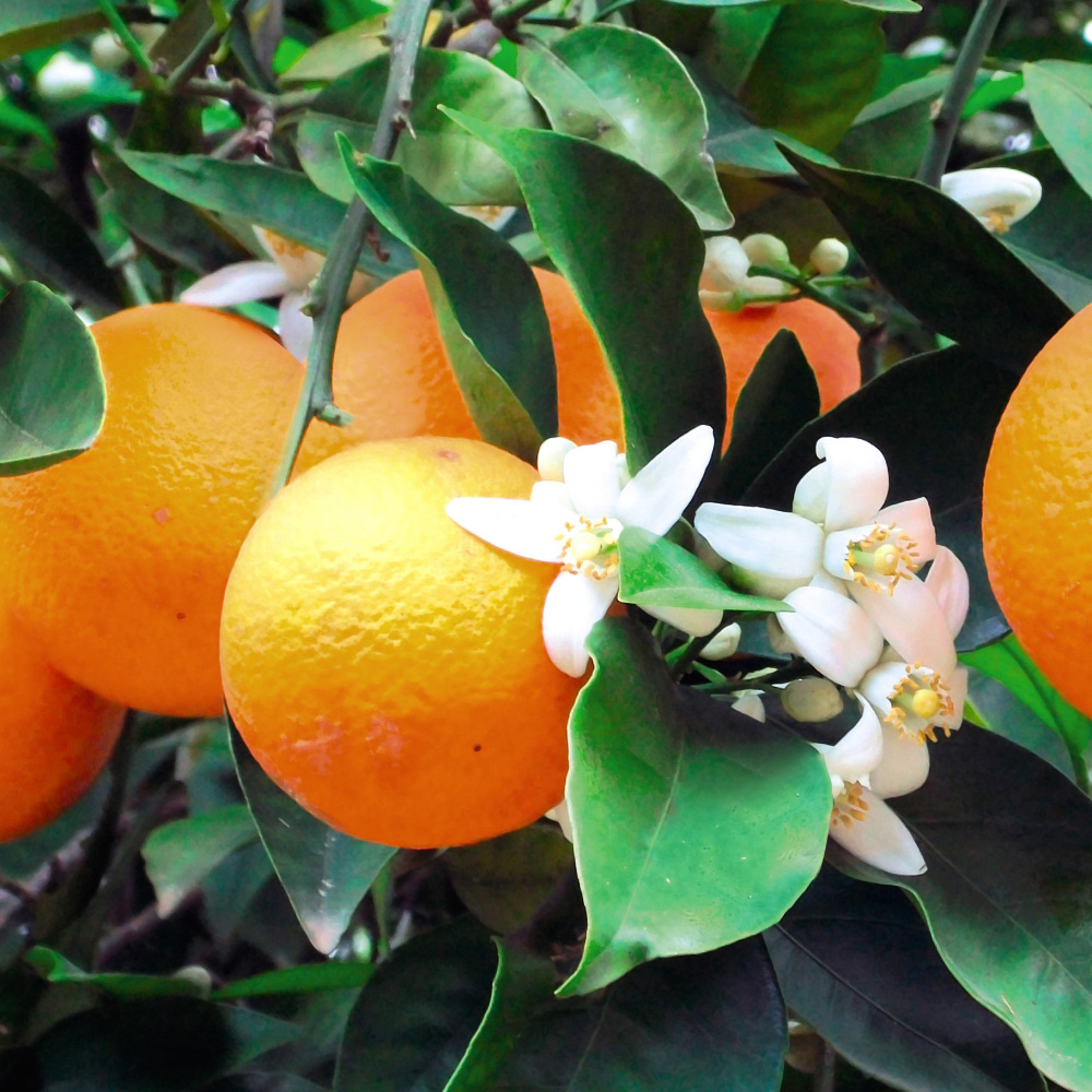 Thompson and Morgan Citrus Orange Plant Pot 9cm 2 Pack Image 1