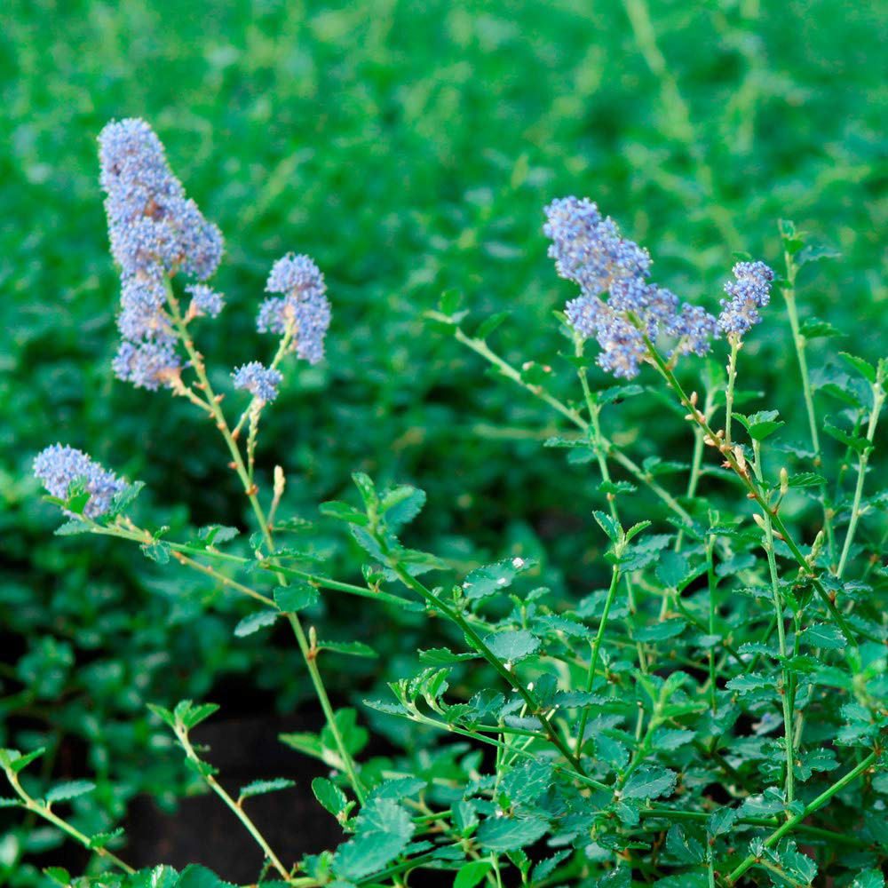 Thompson and Morgan Ceanothus Repens Plant Pot 3.6L 2 Pack Image 3