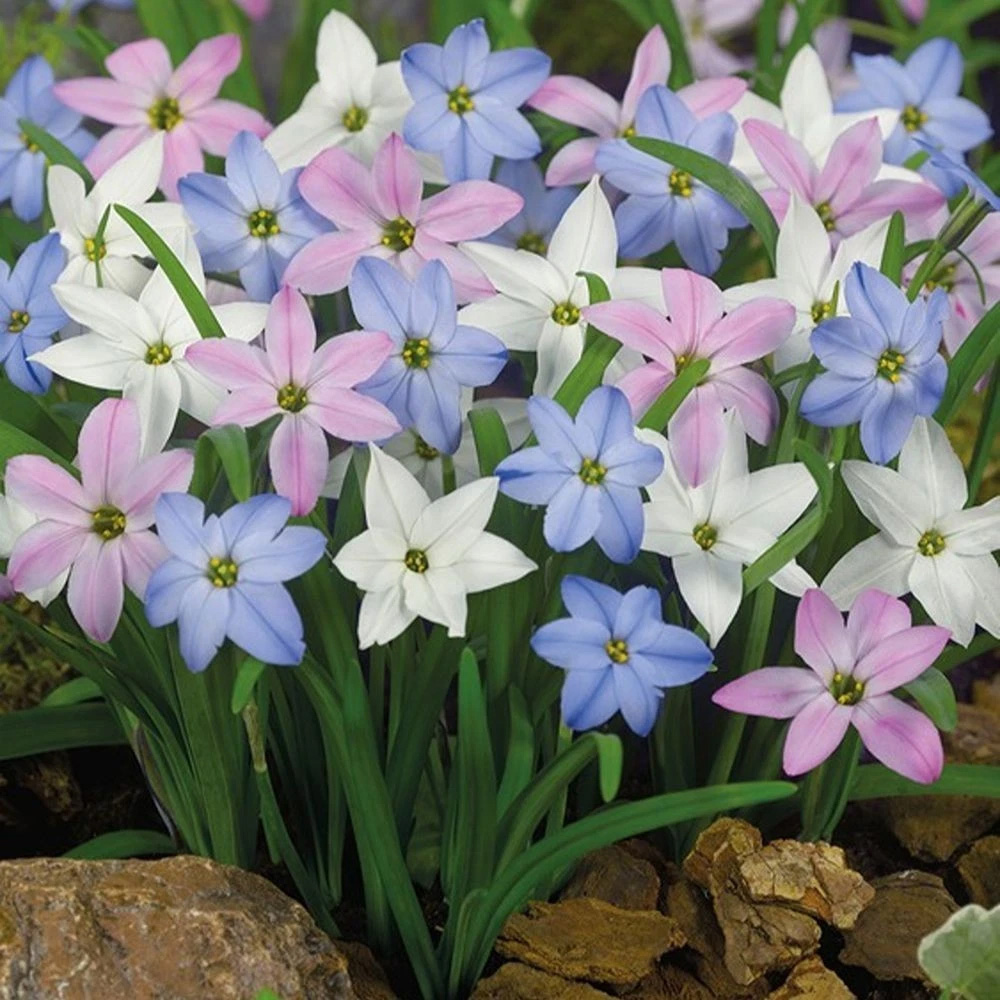 Thompson and Morgan Mixed Spring Planting Bulb 100 Pack Image 2