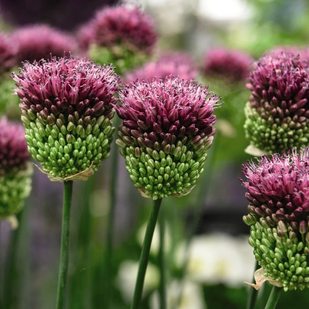 Thompson and Morgan Allium Drumstick Planting Bulb 160 Pack Image 3