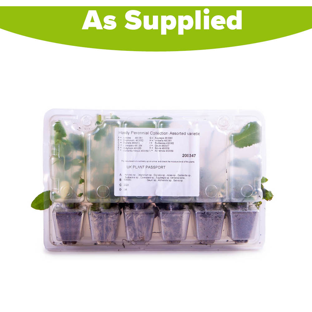 YouGarden Cottage Garden Perennial Collection Plug Plant 12 Pack Image 5