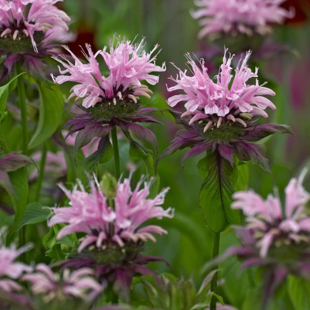 Thompson and Morgan Nurserymans Choice Perennial Cottage Garden Plant Pot 9cm 3 Pack Image 7