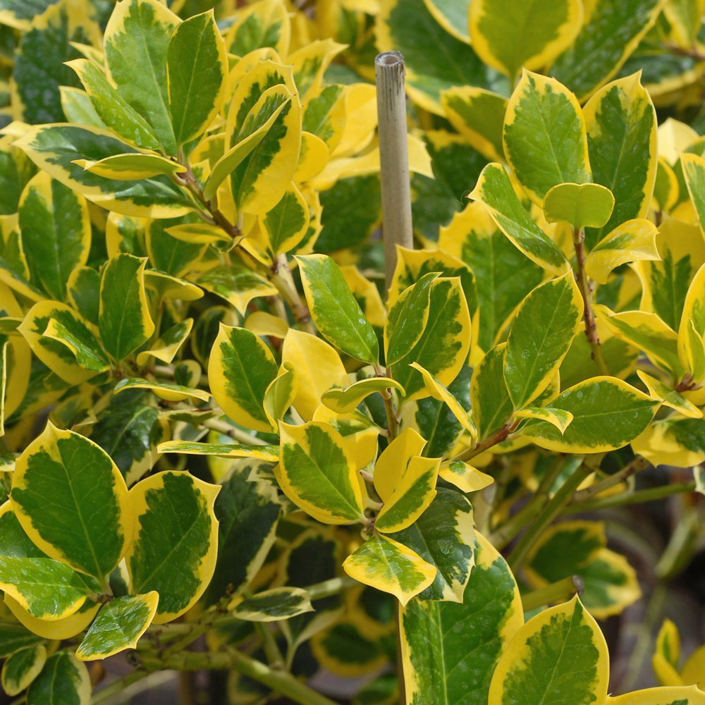 Thompson and Morgan Ilex Holly Golden King Standard Plant Pot 17cm 2 Pack Image 1