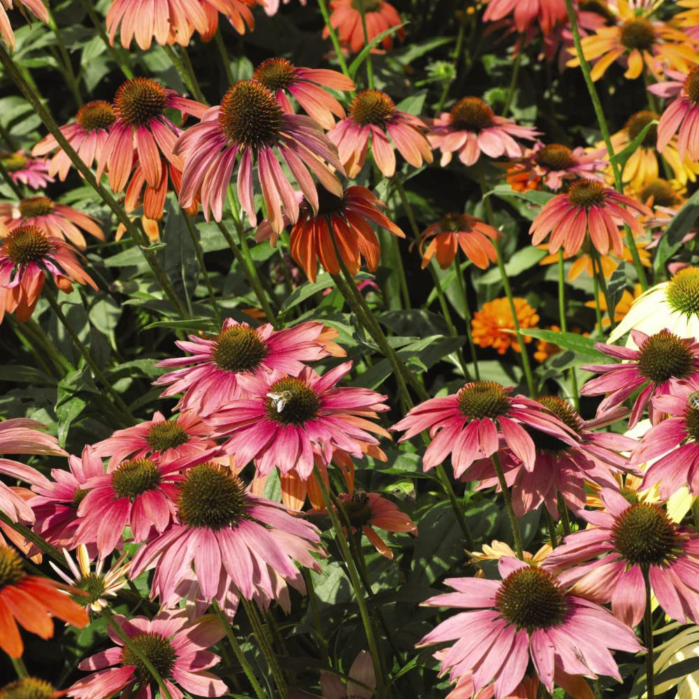 Thompson and Morgan Echinacea Pow Wow Mixed Garden Ready Plant 30 Pack Image 2