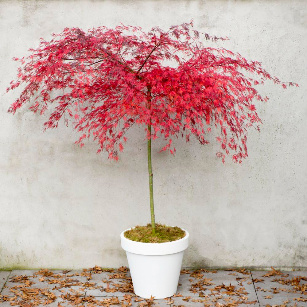 Thompson and Morgan Acer Palmatum Emerald Lace Plant Pot 3L Image 4