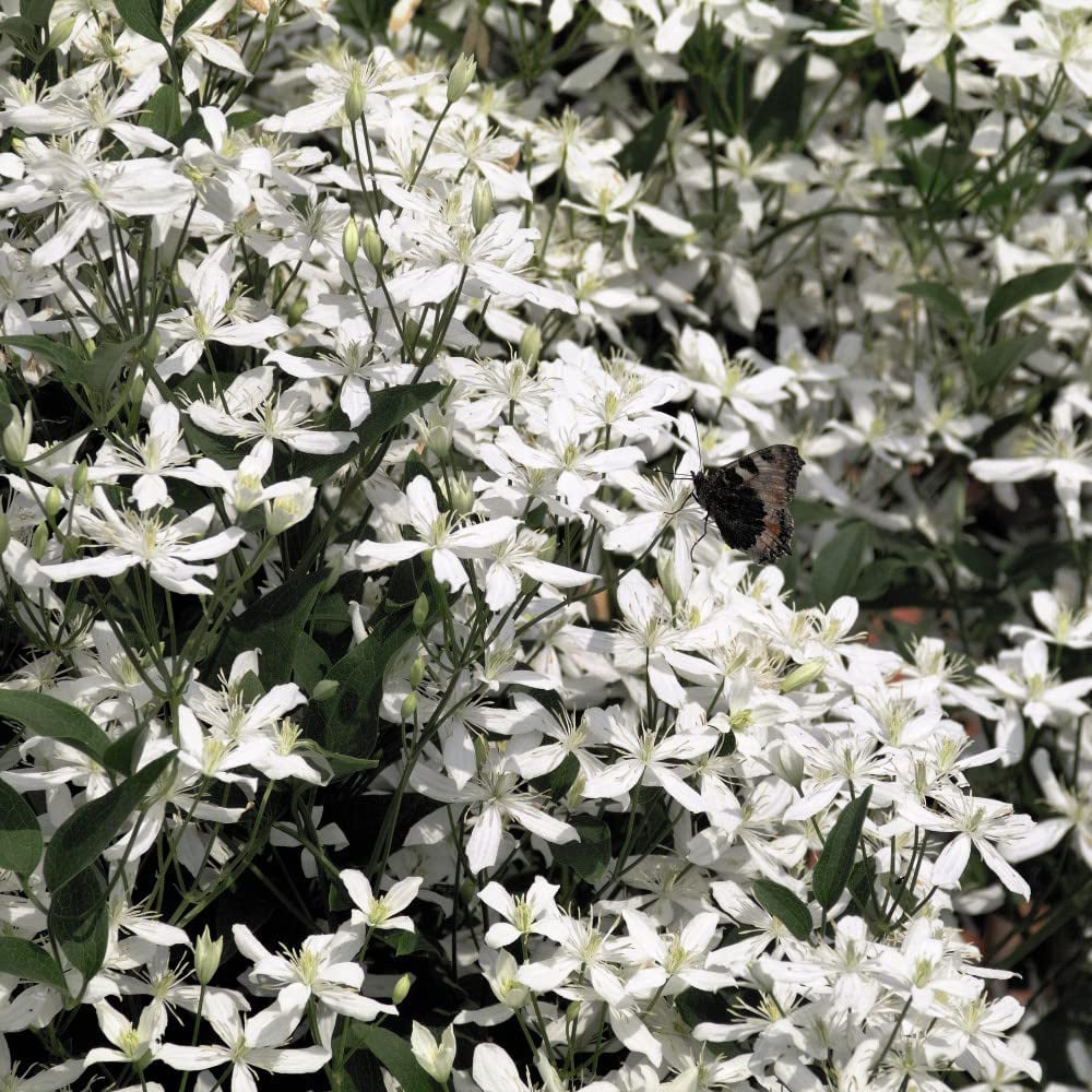 Thompson and Morgan Clematis Armandii Plant Pot 2L 2 Pack Image 2