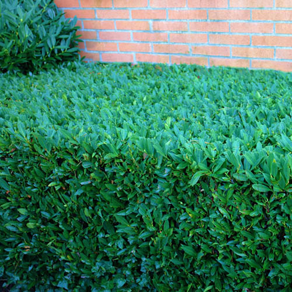 YouGarden Laurel Hedging Plant Pot 9cm 10 Pack Image 1