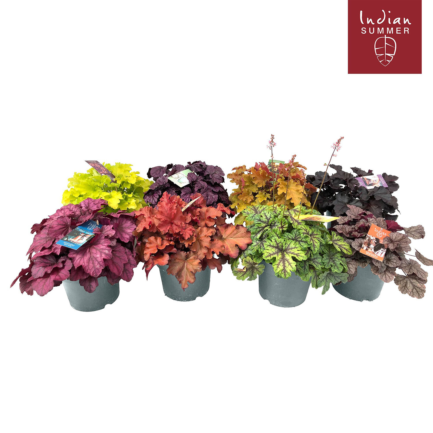 Heuchera Indian Summer Mix - 12cm Pot Image