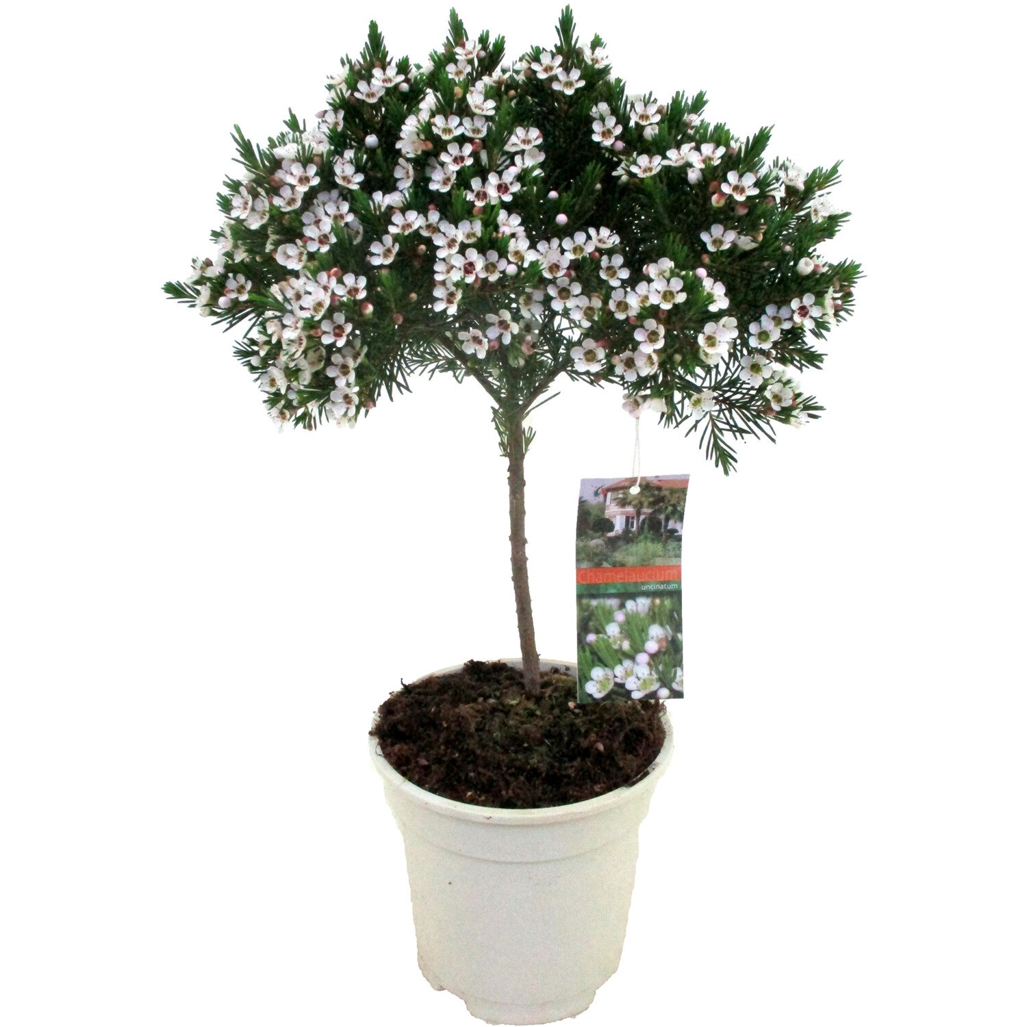Chamelaucium Waxflower Stem Plant 14cm Image
