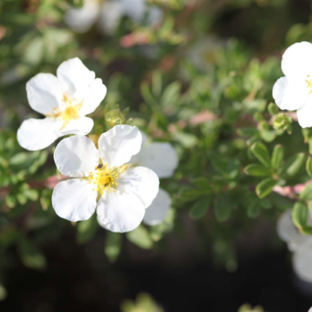 Thompson and Morgan Potentilla Fruticosa Abbotswood Plant in Pot 9cm 2 Pack Image 2