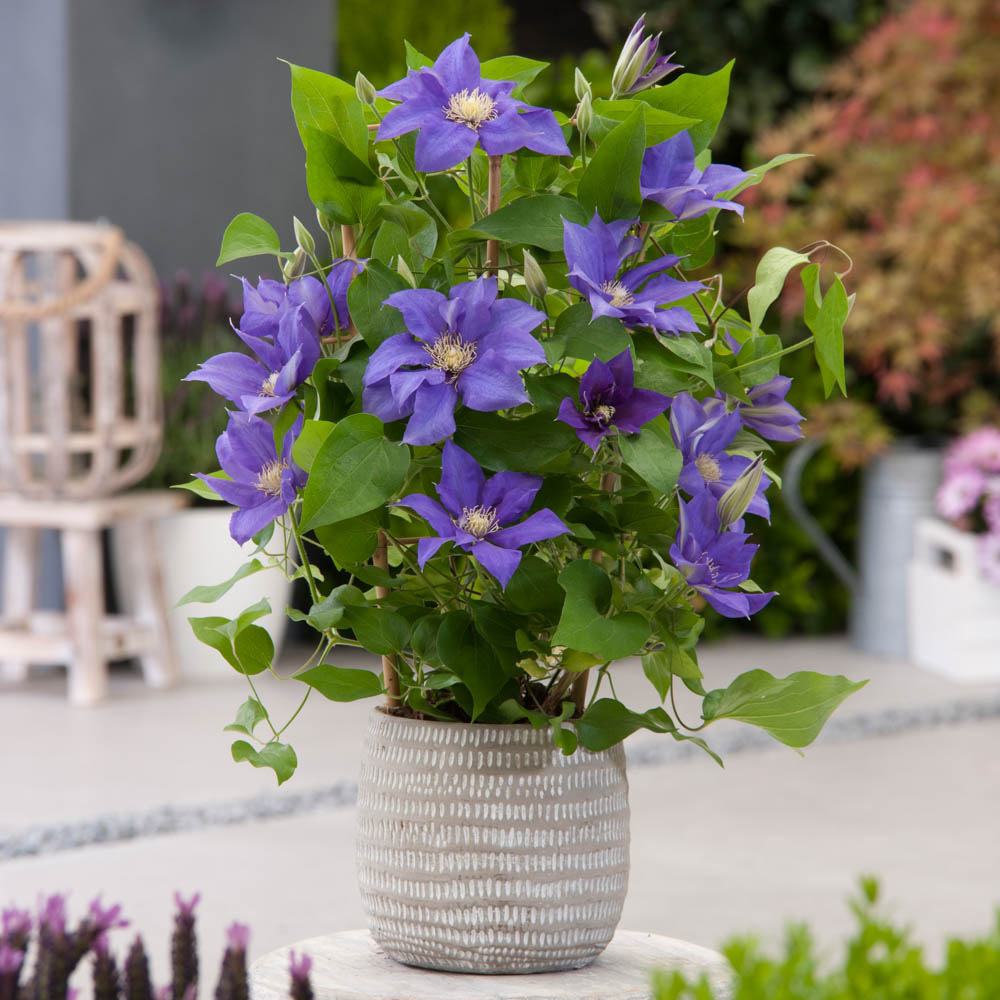 YouGarden Boulevard Patio Clematis Collection Plant Pot 3 Pack Image 3