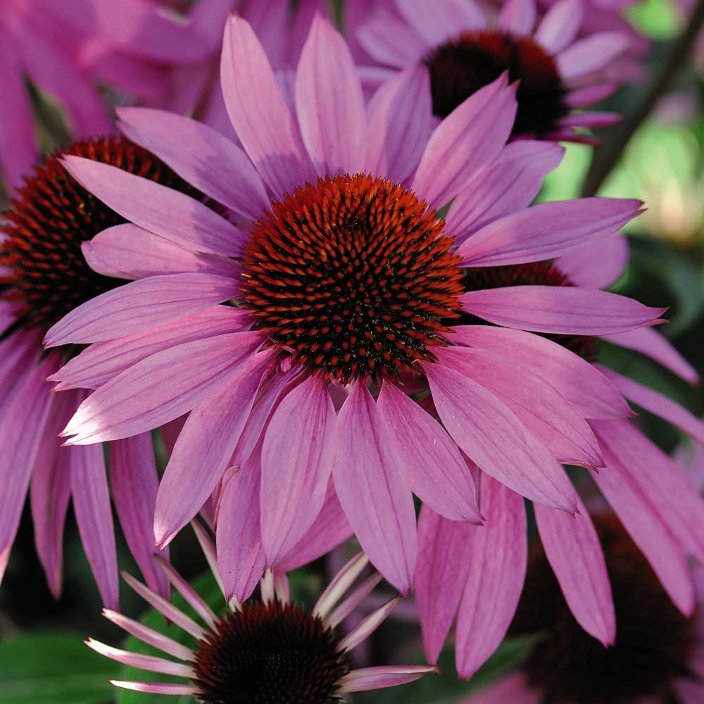 Thompson and Morgan Echinacea Cone Flower Nectar Pink Plugs 24 Pack Image 2