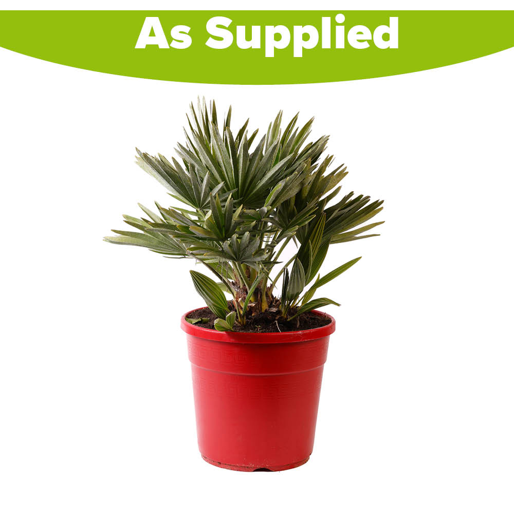 YouGarden Chamaerops Compacta Volcano Palm Plant Image 3