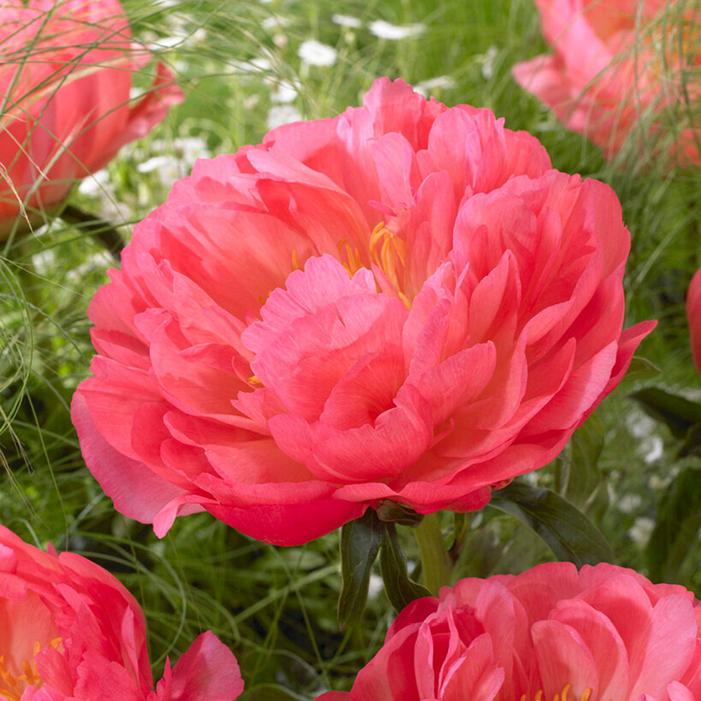 YouGarden Peony Hawaii Bare Root Collection 3 Pack Image 4