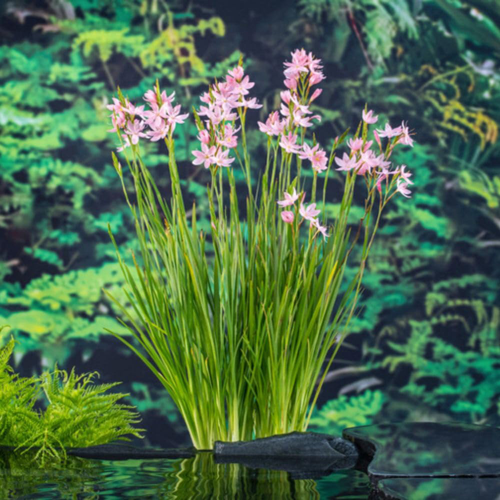 Thompson and Morgan Schizostylis Coccinea Mrs Hegarty Plant Pot 9cm 3 Pack Image 5