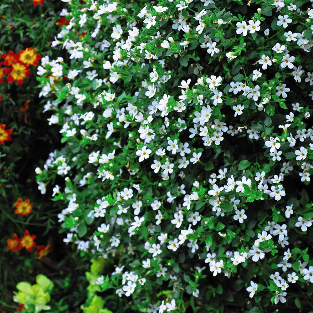 Thompson and Morgan Bacopa Snowtopia Plant Plug 24 Pack Image 2