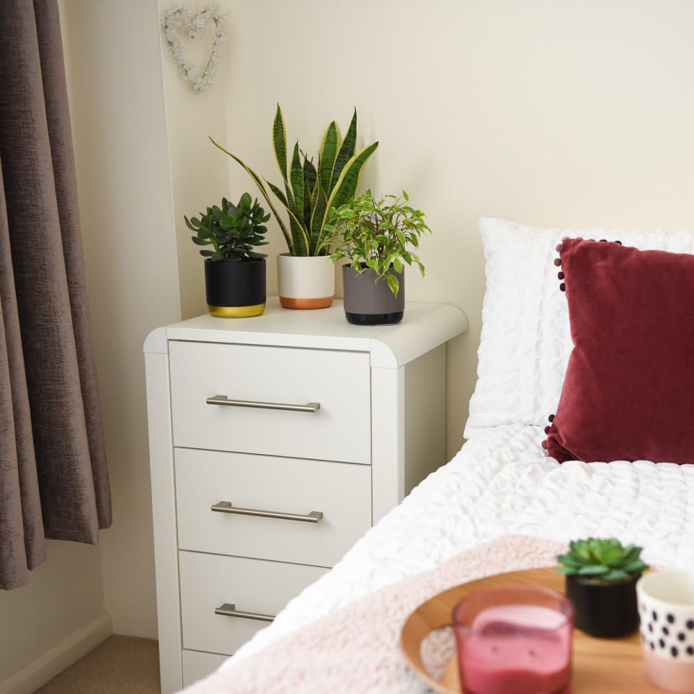 Thompson and Morgan Easy Sleep Collection Plant in Pot 12cm 3 Pack Image 4