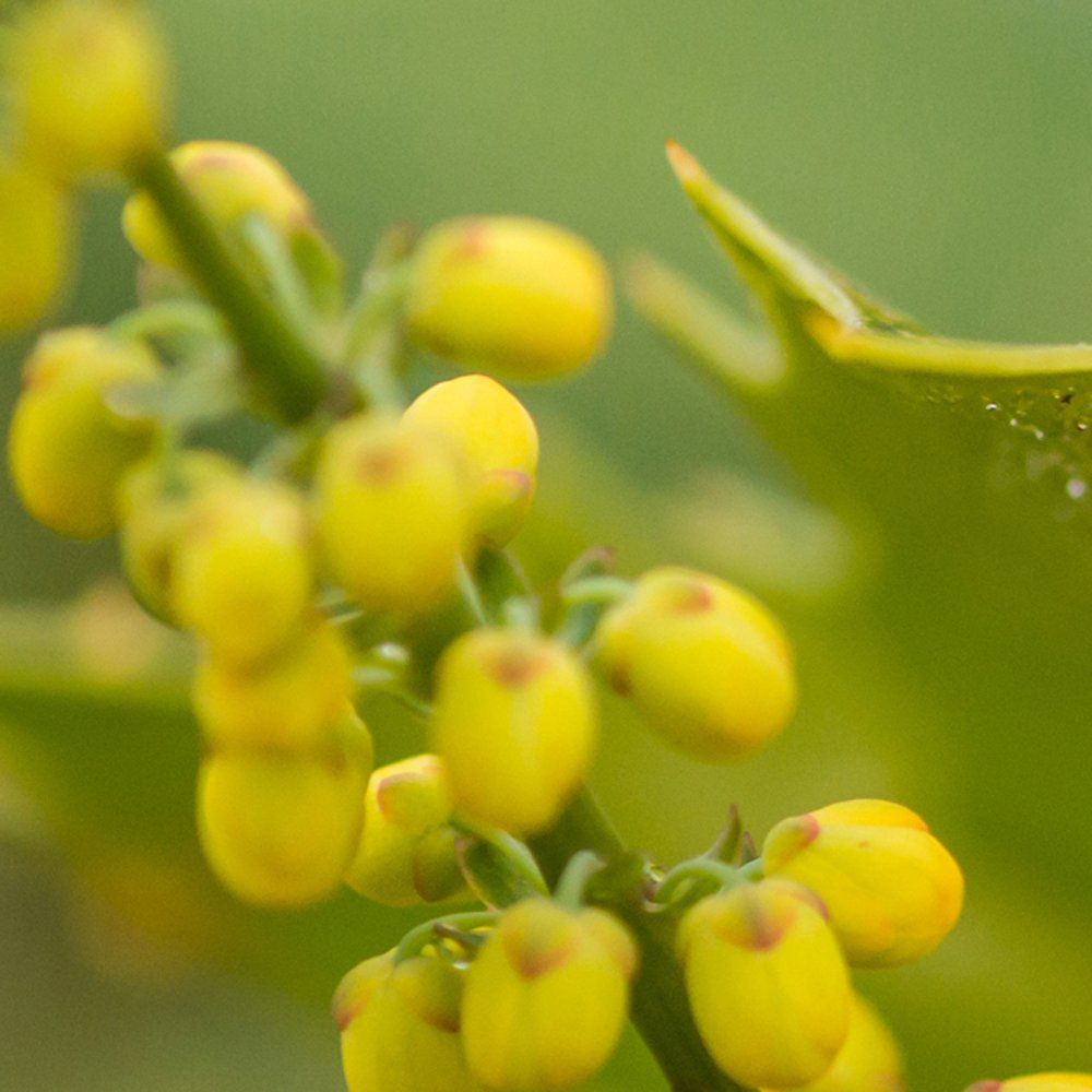 Thompson and Morgan Mahonia Winter Sun Potted Plant 9cm 2 Pack Image 3