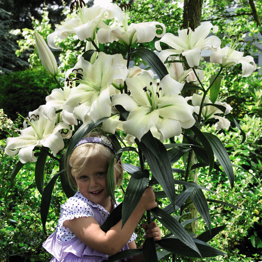 Thompson and Morgan Lily Pretty Woman Planting Bulb 5 Pack with Flower Seed 5 Pack Image 4