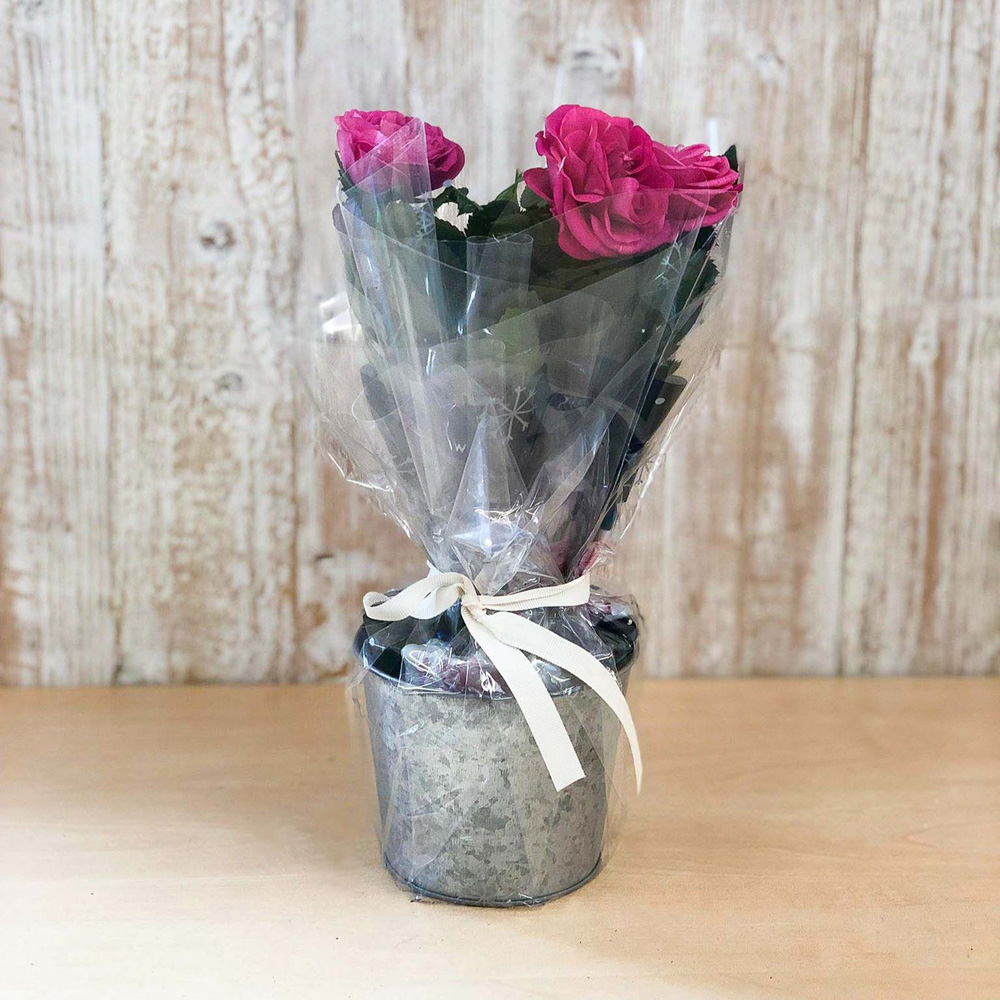 Thompson and Morgan Christmas Gift Scented Rose Deep Pink Plant in Zinc Pot 10.5cm 2 Pack Image 3