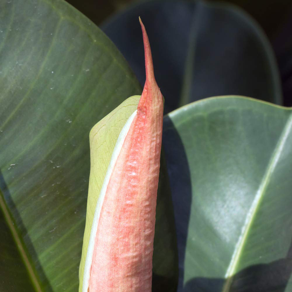 Thompson and Morgan Ficus Indian Rubber Plant Pot 12cm 3 Pack Image 6