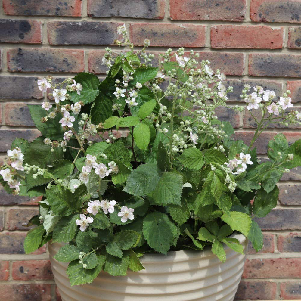 Thompson & Morgan Blackberry Rubus Coolaris Patio Potted Plant 9cm 1L Image 2
