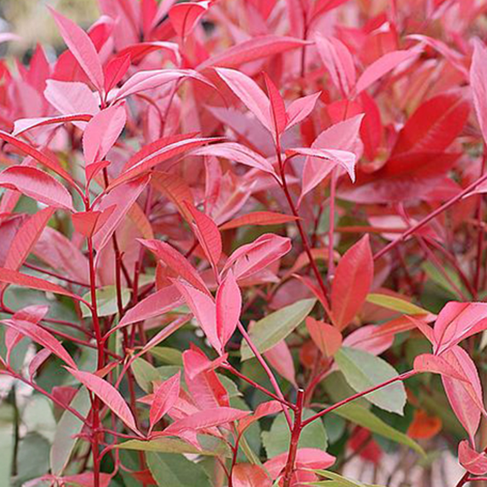 Thompson and Morgan Winter Interest Shrub Collection Plant Pot 9cm 3 Pack Image 4