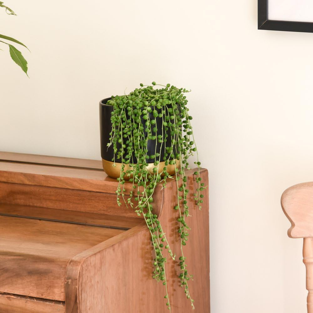 Thompson and Morgan Senecio String of Pearls Plant Pot 9cm 2 Pack with Incredifeed 30ml 2 Pack Image 2