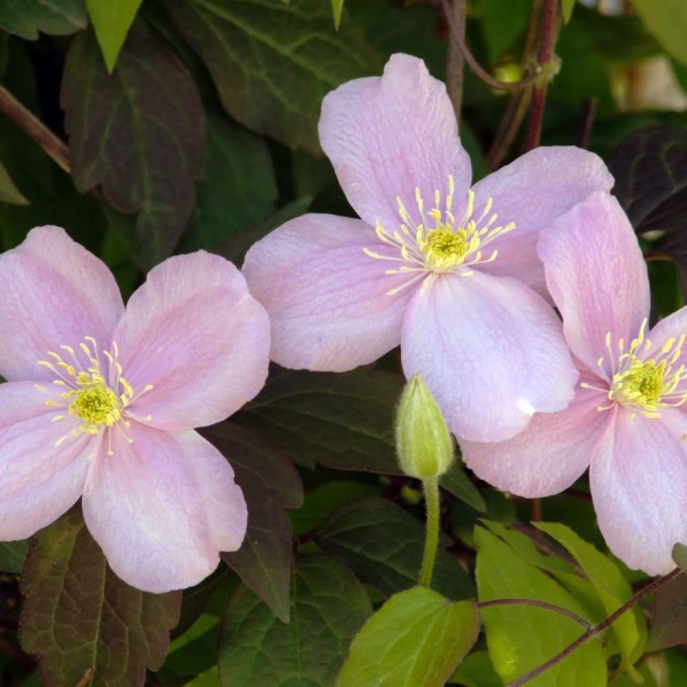 Thompson and Morgan Clematis Montana Mayleen Plant Pot 3L Image 3