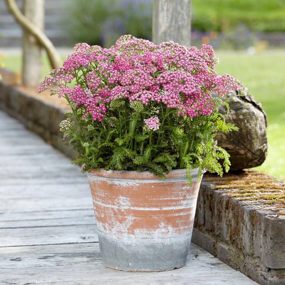 Thompson and Morgan Achillea Milly Rock Rose Plant Pot 2L Image 4