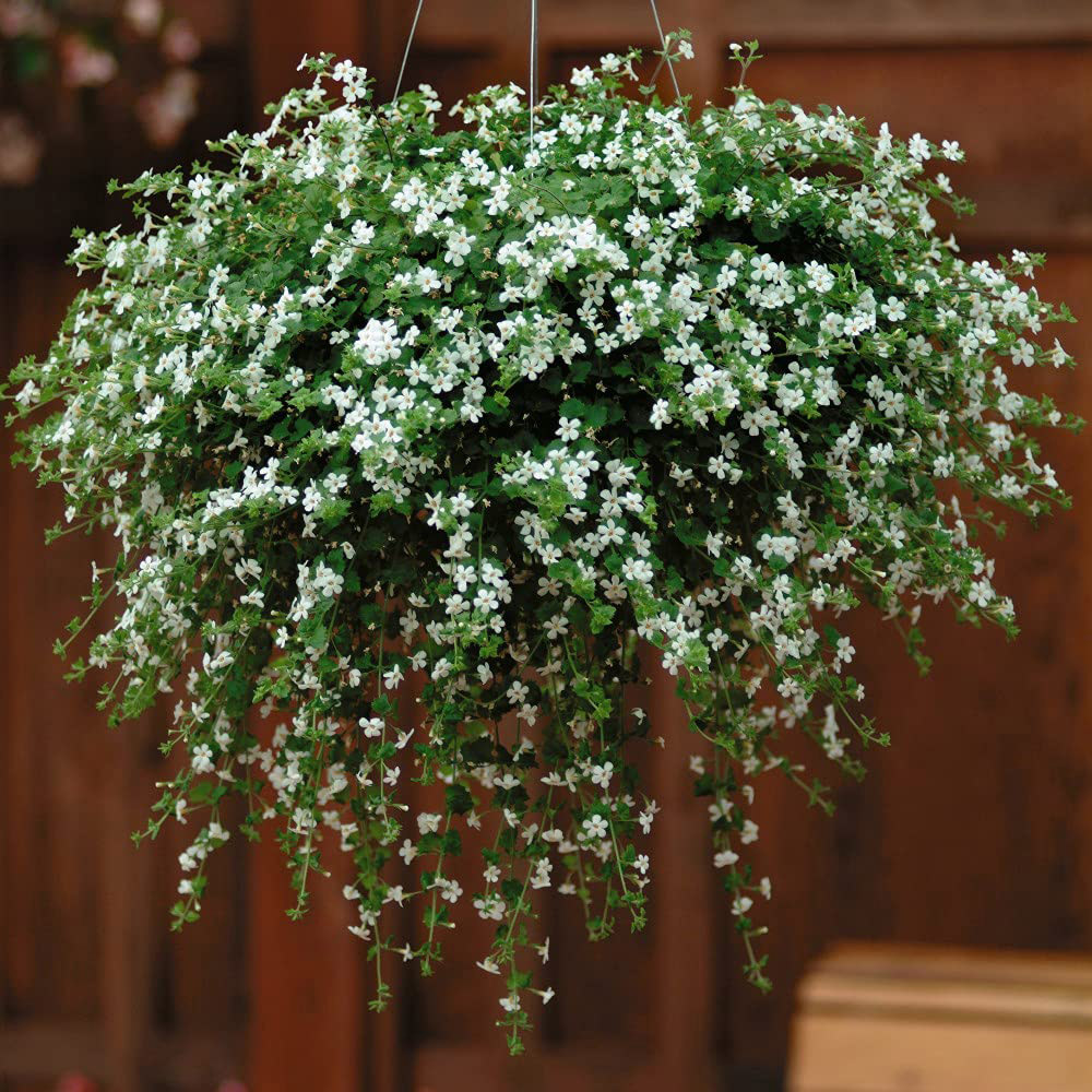 Thompson and Morgan Bacopa Snowtopia Plant Plug 48 Pack Image 7