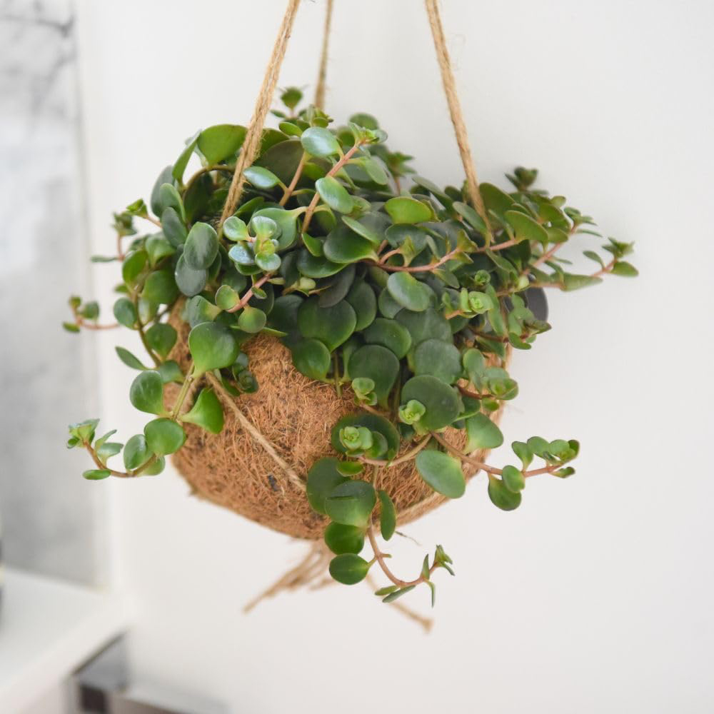 Thompson and Morgan Green Kokodama Hanging Mix Plant in Pot 15cm Image 3