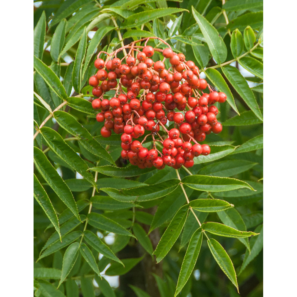 Frank P Matthews Trees Sorbus Ulleungensis Olympic Flame Tree in Pot 12L Image 2