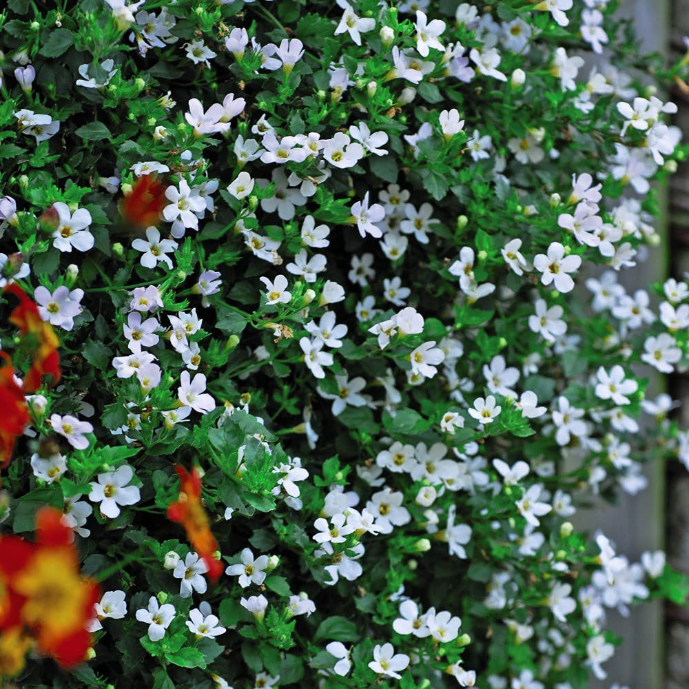 Thompson and Morgan Bacopa Snowtopia Plant Plug 48 Pack Image 3