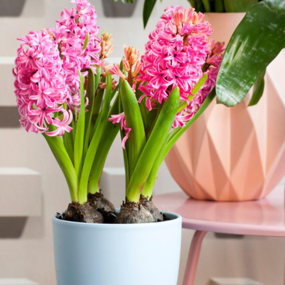 Thompson and Morgan Christmas Gift Hyacinth Scented Pink Pearl 5 Planting Bulb in Pot 16cm Image 4