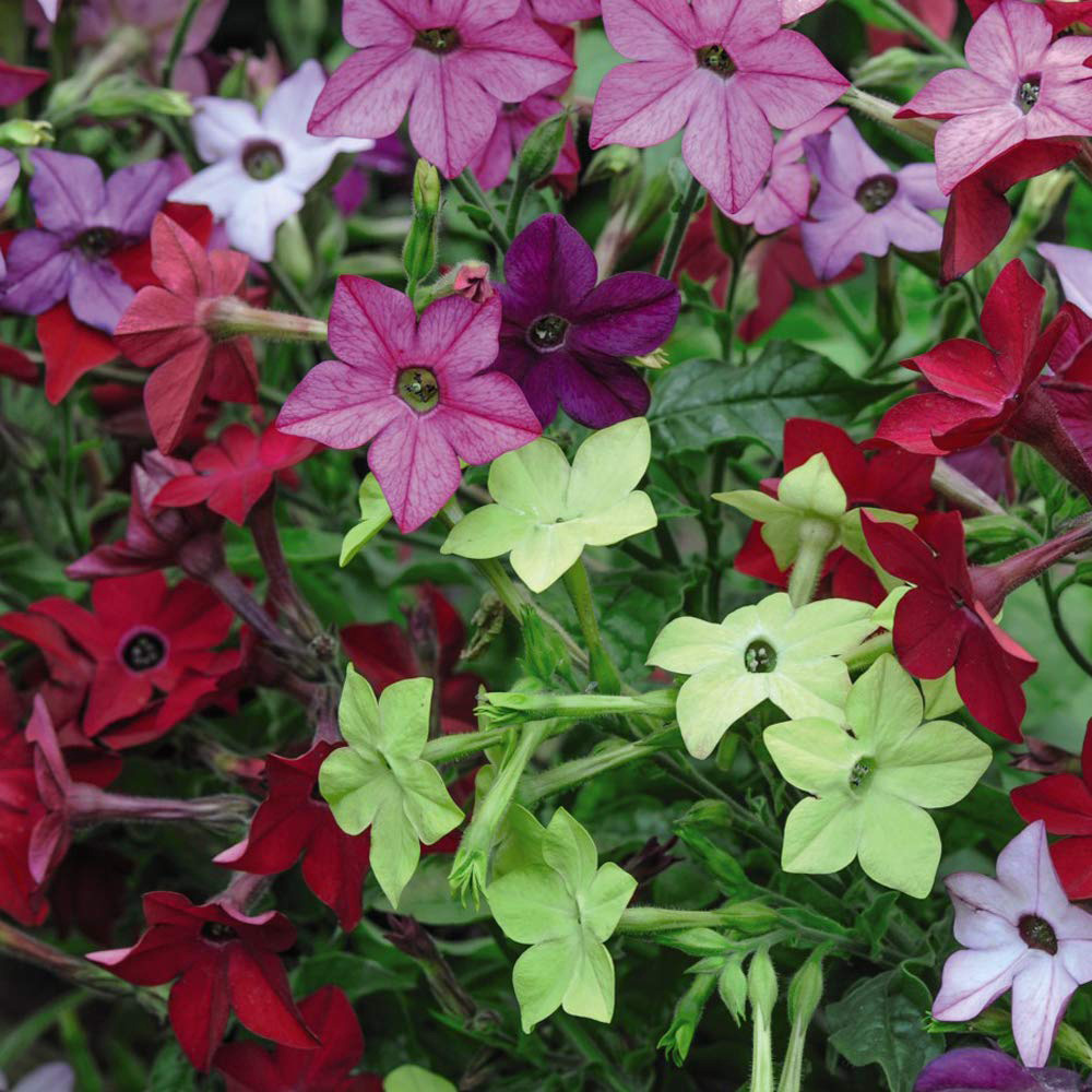Thompson and Morgan Bedding Collection Plant Plug 24 Pack Image 4