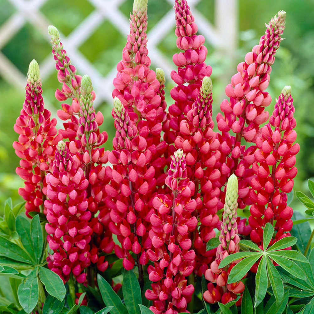 YouGarden Lupin Gallery Collection 3 Pack Image 2