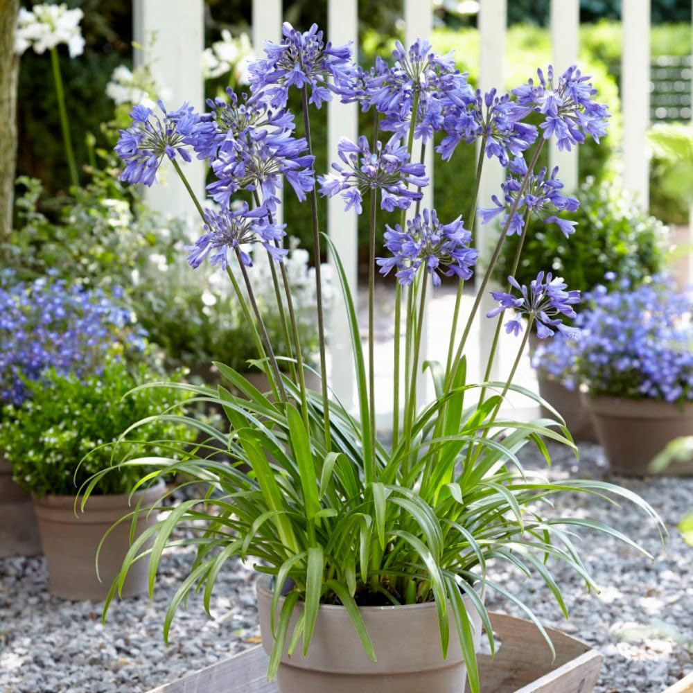 Thompson and Morgan Agapanthus Ever Sapphire Plant Pot 2.5L Image 4
