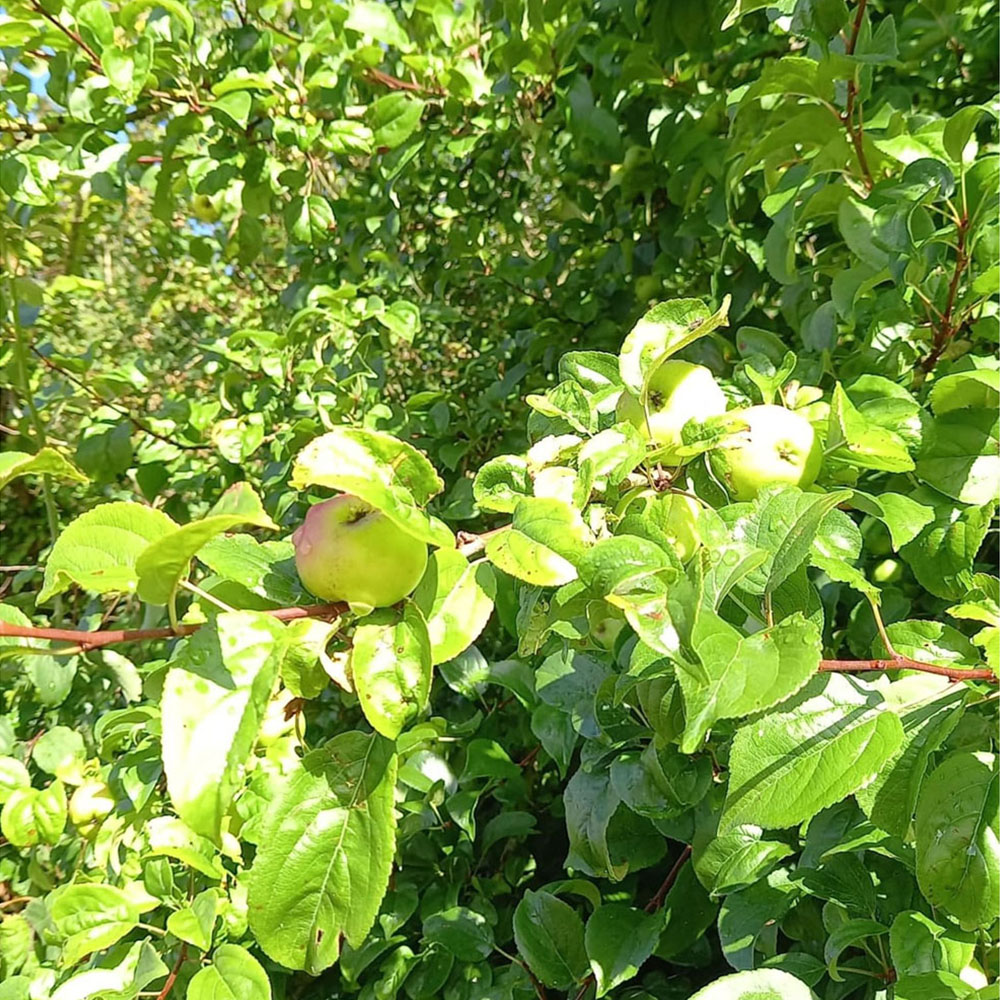 Inspirational Gifting Crab Apple Bare Root Hedge Plant Sapling 2-3ft 10 Pack Image 2