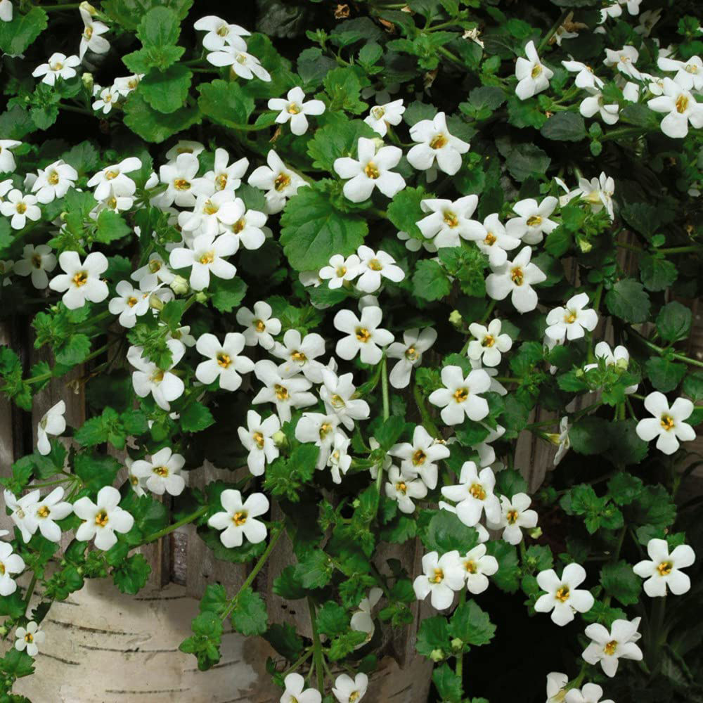 Thompson and Morgan Bacopa Snowtopia Plant Plug 24 Pack Image 1