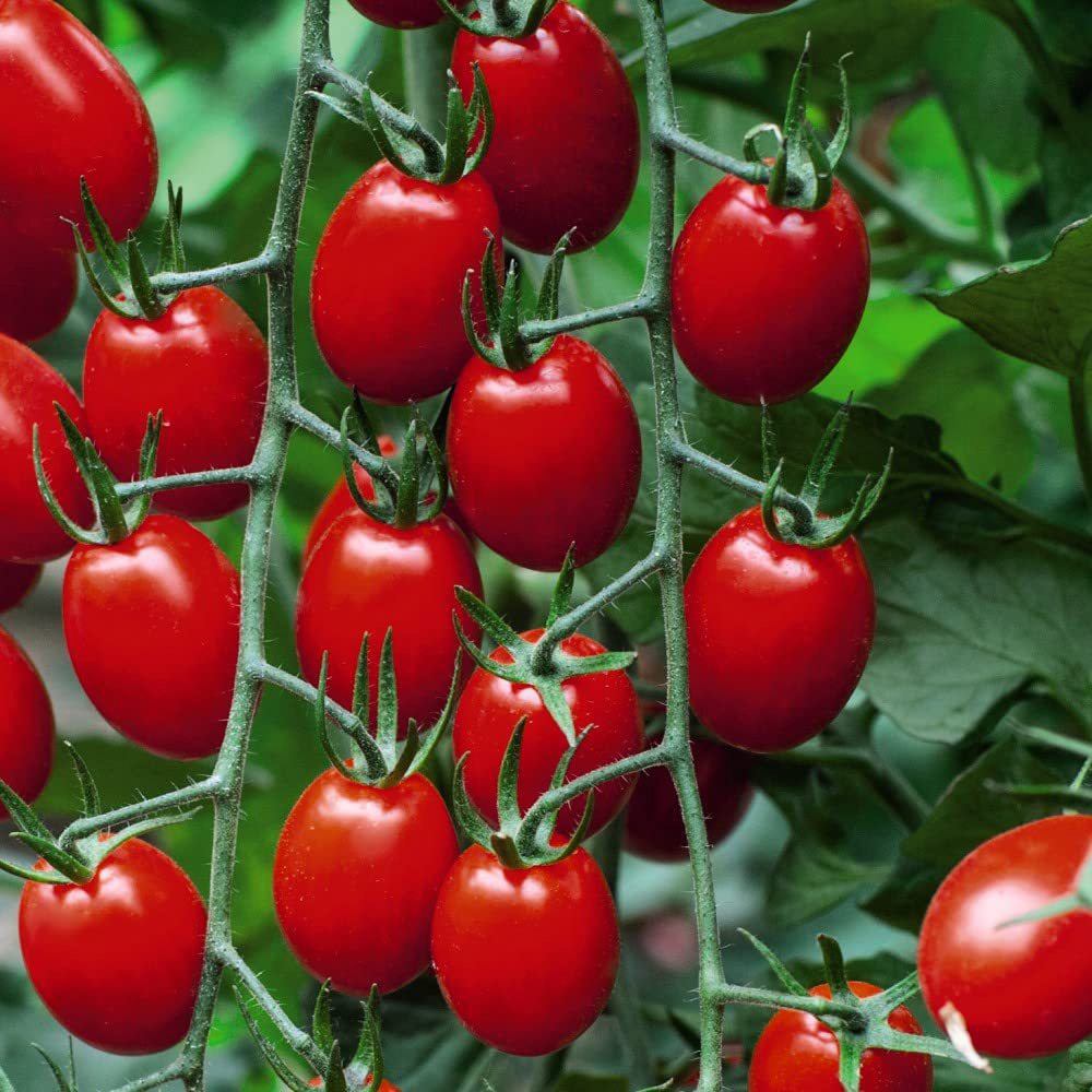 Thompson and Morgan Tomato Grafted Aviditas Postiplug Plant 3 Pack Image 1